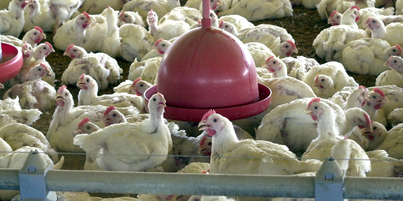 argelia-abre-mercado-para-carne-de-frango-do-brasil,-diz-itamaraty
