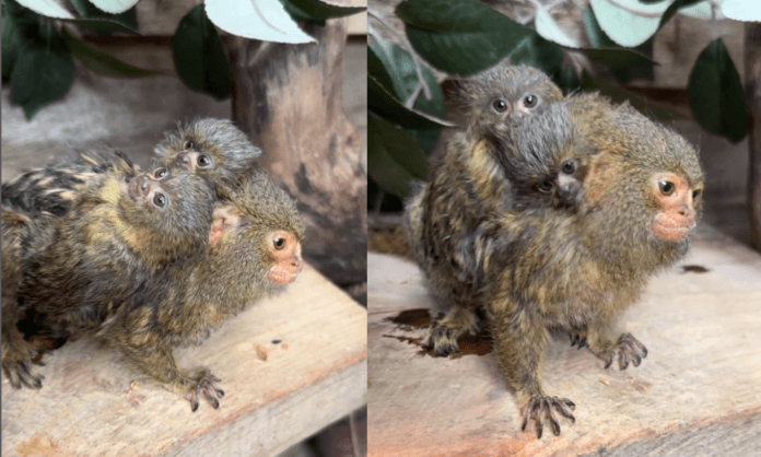 sagui-pigmeu-da-a-luz-gemeos-no-simbio-wildlife-park-na-australia