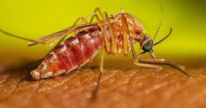 primeira-morte-por-febre-oropouche-e-confirmada-na-bahia,-sesab-investiga-segundo-obito