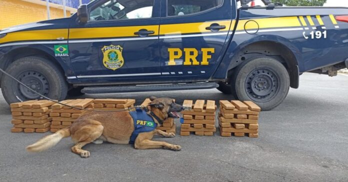 passageiro-de-onibus-e-preso-com-100-kg-de-maconha-no-sudoeste-baiano