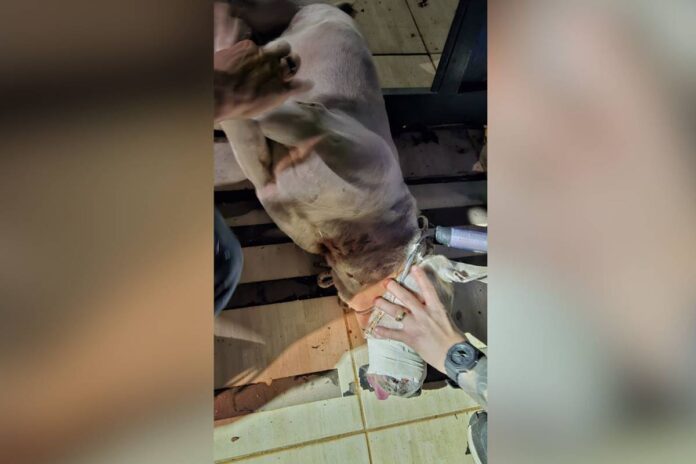 neto-abandona-pit-bull-feroz-e-avo-nao-consegue-sair-da-propria-casa