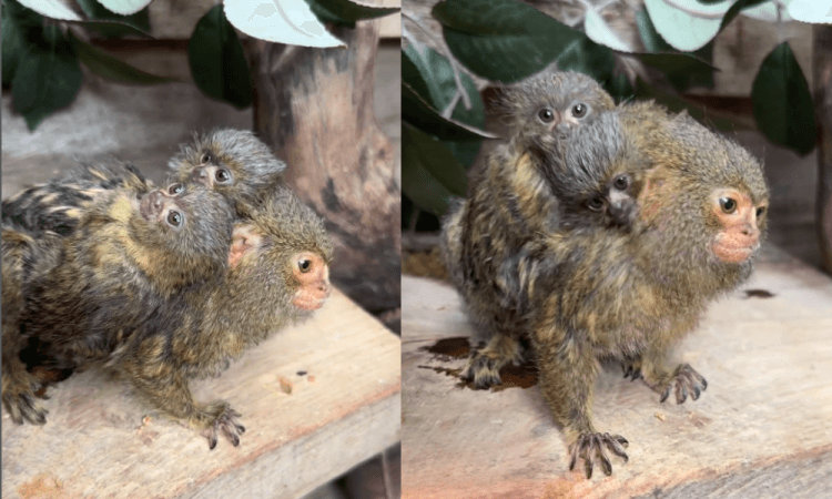 Sagui-pigmeu dá à luz gêmeos no Simbio Wildlife Park na Austrália 5 design sem nome 10 1