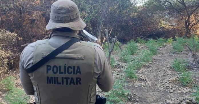 suspeito-de-trafico-de-drogas-e-detido-pela-pm-em-itapua,-salvador