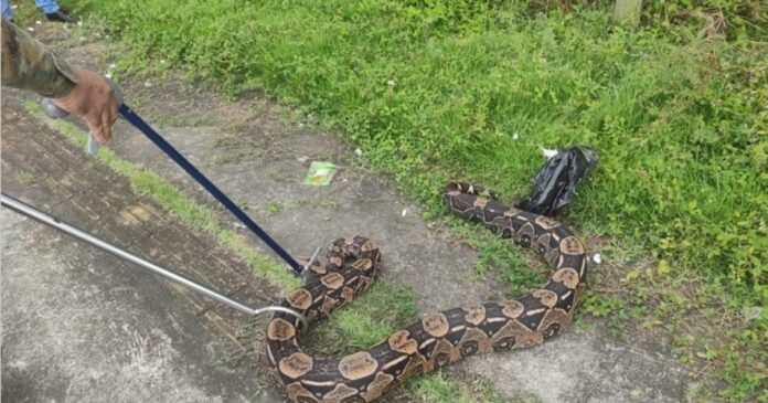 serpente-e-capturada-por-policiais-na-avenida-29-de-marco