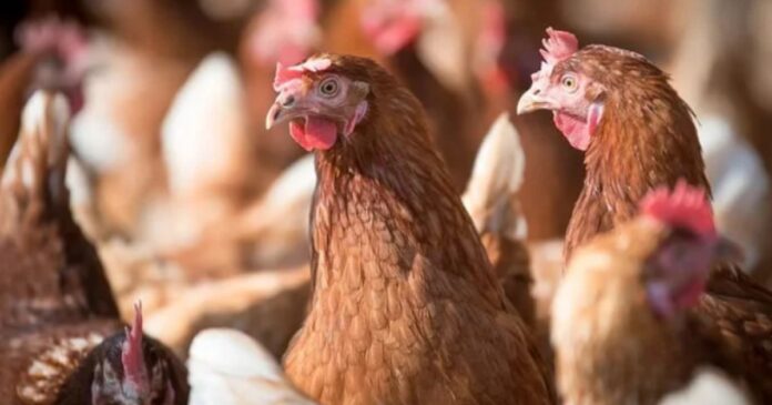 homem-e-preso-apos-arremessar-frango-congelado-no-rosto-da-mae-em-sao-paulo