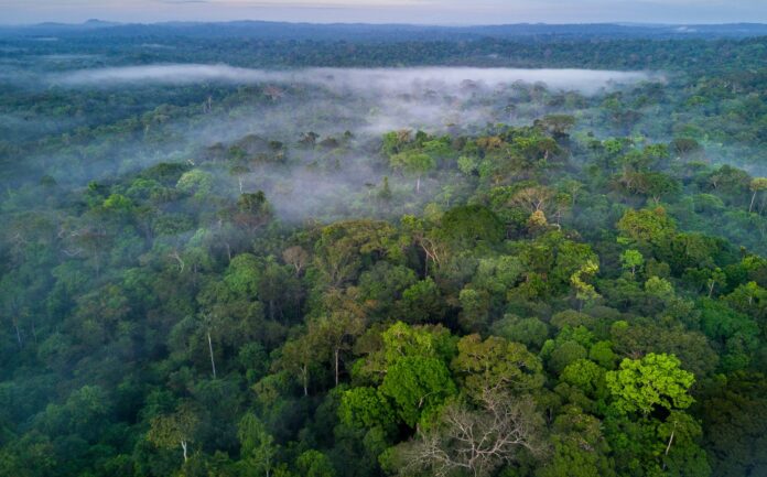duvidas-amazonicas-(por-andre-gustavo-stumpf)