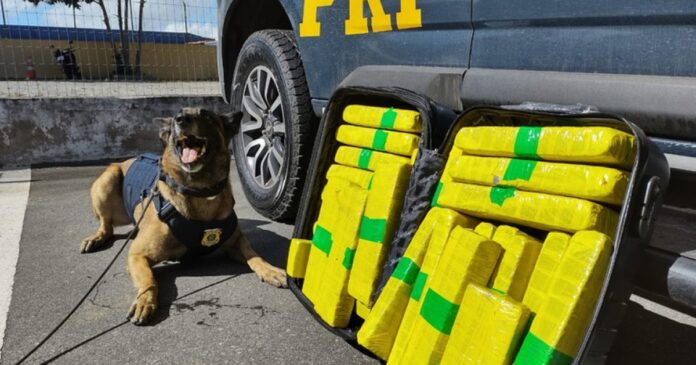 prf-apreende-22-kg-de-maconha-em-passagem-de-onibus-na-bahia;-cao-farejador-sinalizou-droga