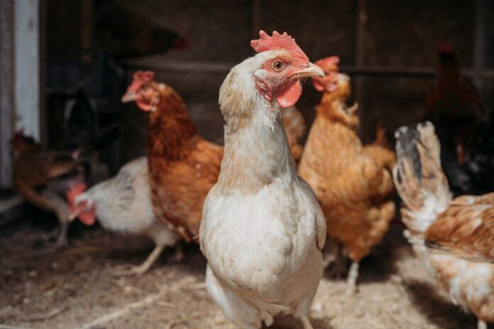 doenca-de-newcastle:-brasil-suspende-exportacoes-de-carne-de-aves
