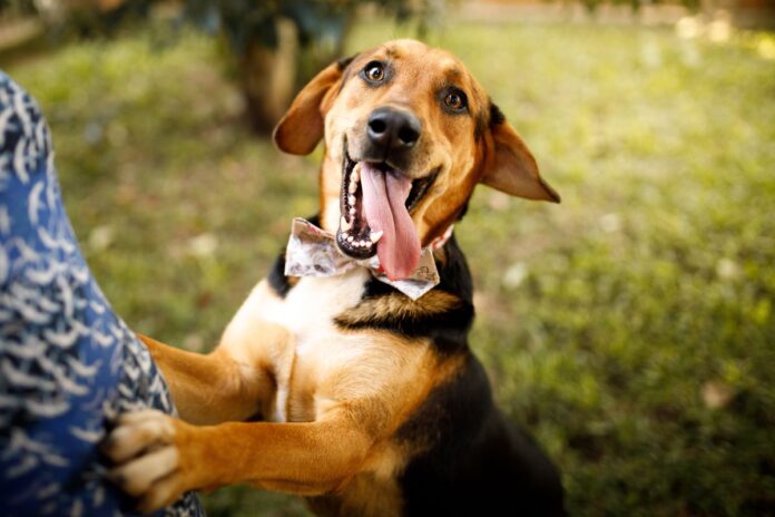 mascote-nacional:-confira-5-curiosidades-sobre-os-cachorros-vira-latas