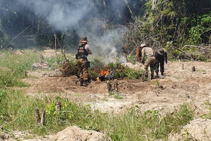 operacao-da-pf-destroi-100-mil-pes-de-maconha-em-terra-indigena.-video