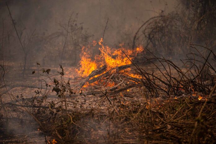 pf-e-ibama:-chamas-em-30-areas-do-pantanal-ocorreram-por-acao-humana