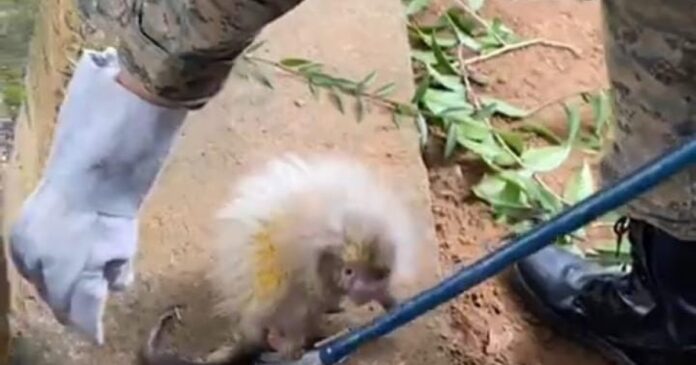 policia-militar-resgata-quatro-animais-silvestres-em-um-unico-dia-em-salvador