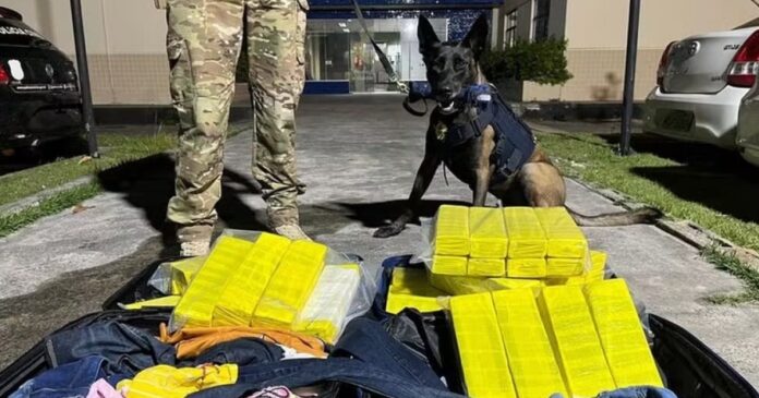 prf-apreende-50-quilos-de-maconha-em-onibus-na-bahia