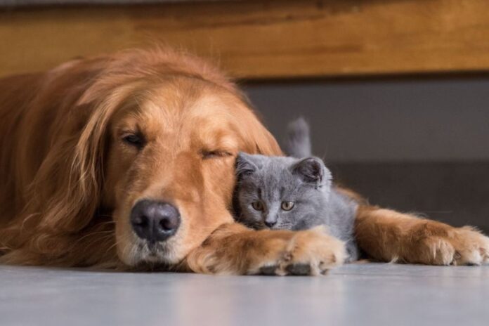 df-tem-2,5-mil-vagas-para-castracao-de-pets-nesta-quarta-feira-(31/7)