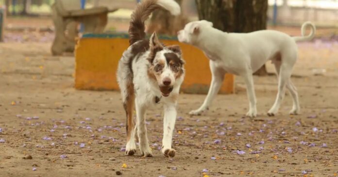 dia-nacional-do-vira-lata:-pets-mais-amados-do-brasil-tambem-sao-mais-invisibilizados
