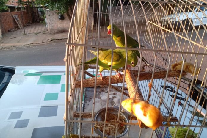 aves-silvestres-eram-mantidas-em-cativeiro-ha-15-anos-por-mulher-em-sp