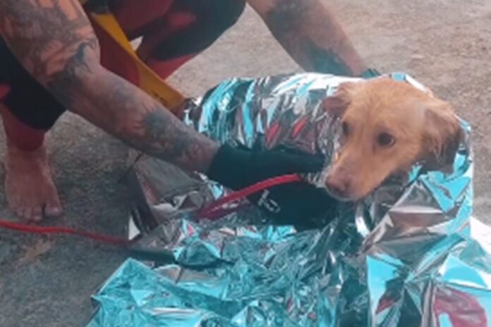 video:-bombeiros-resgatam-cachorro-caramelo-se-afogando-em-baia
