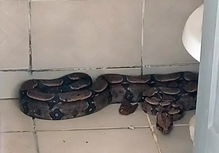 Cobra aparece em empresa no município do Prado