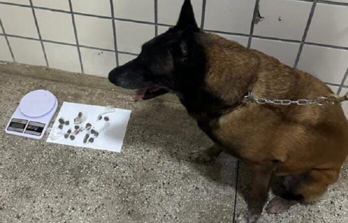 homem-de-39-anos-e-preso-com-cocaina-e-maconha-no-bairro-sao-lourenco-em-teixeira