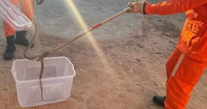 bombeiros-resgatam-cobra-em-quintal-de-casa-no-oeste-da-bahia