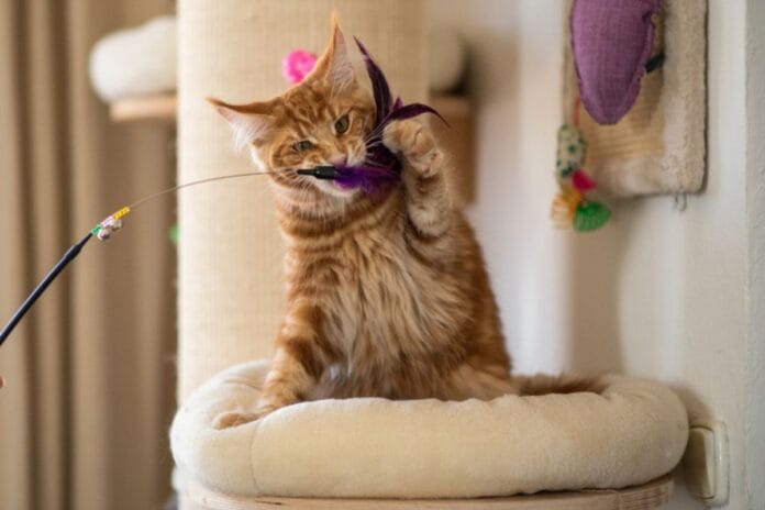 aprenda-a-fazer-brinquedos-que-estimulam-e-entretem-os-gatos-em-casa