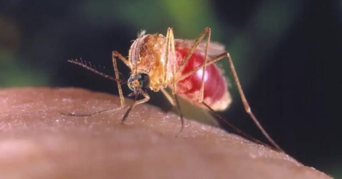 casos-de-febre-do-oropouche-na-bahia-sobem-de-851-para-916-em-2024