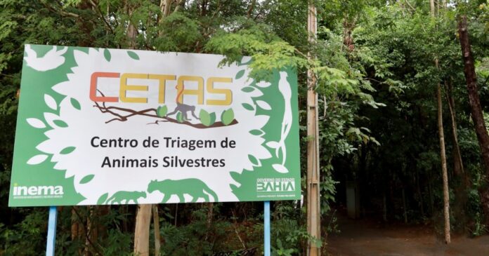mais-de-3-mil-animais-silvestres-sao-resgatados-pela-cetas-em-2024-na-bahia