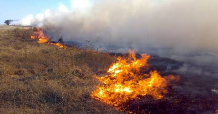 governo-federal-detecta-onda-de-incendios-criminosos-e-aciona-policia-federal