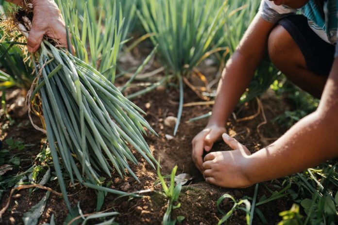 camara-aprova-proposta-que-amplia-credito-para-agricultura-familiar