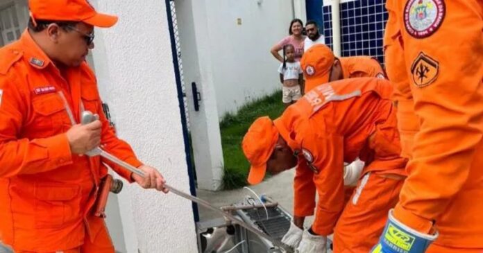 cobra-assusta-alunos-e-funcionarios-de-escola-em-feira-de-santana