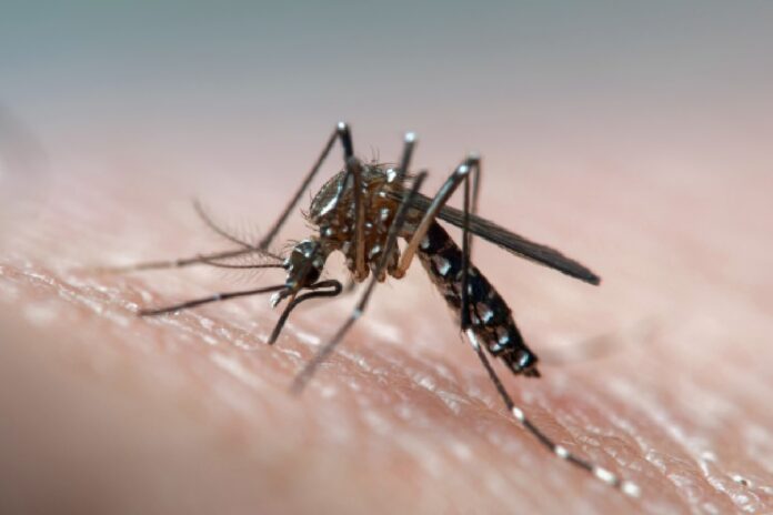 a-hora-de-prevenir-e-agora:-acoes-contra-a-dengue-fazem-a-diferenca
