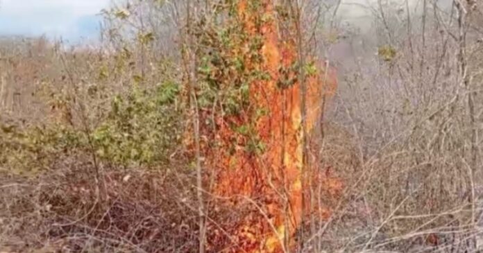 cidade-do-extremo-oeste-baiano-lidera-focos-de-incendio-do-mes-no-estado