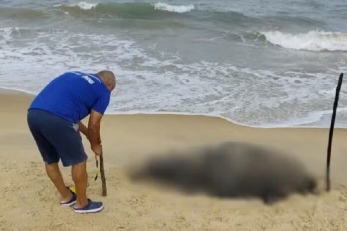 carcaca-de-filhote-de-baleia-e-encontrada-em-praia-em-porto-seguro