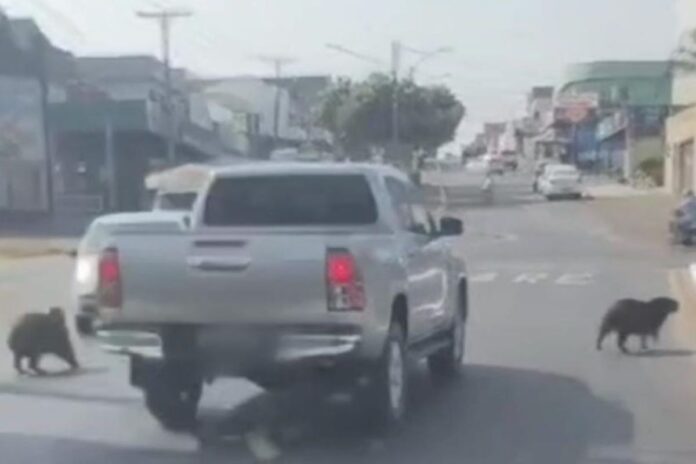 motorista-e-multado-por-quase-atropelar-familia-de-capivaras.-video