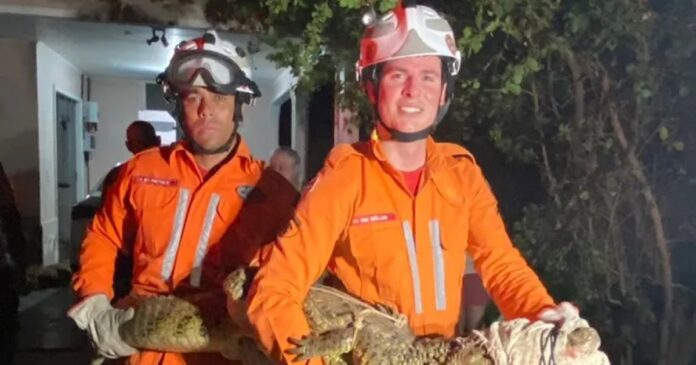 corpo-de-bombeiros-resgata-jacare-em-residencia-em-guanambi
