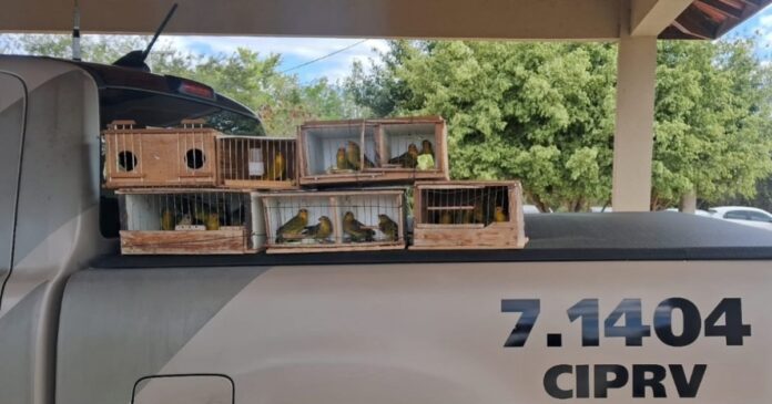 crime-ambiental:-prf-apreende-48-passaros-em-vitoria-da-conquista crime-ambiental:-prf-apreende-48-passaros-em-vitoria-da-conquista