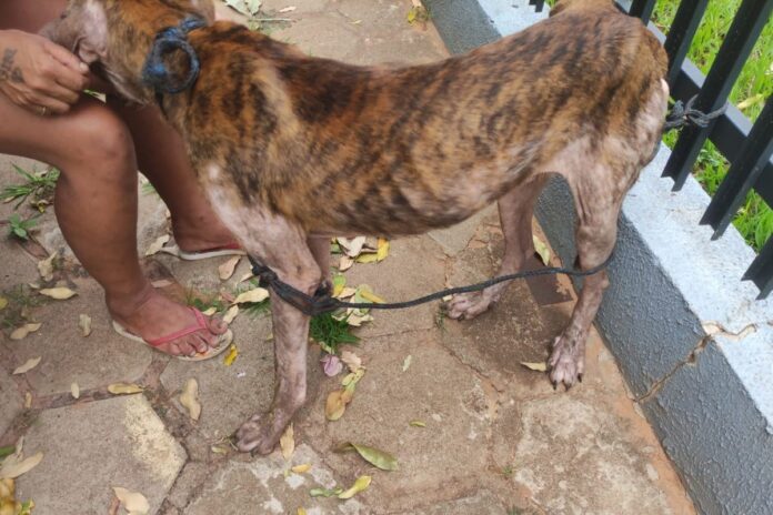 tutora-nega-maus-tratos,-mas-cao-e-encontrado-amarrado-e-muito-magro