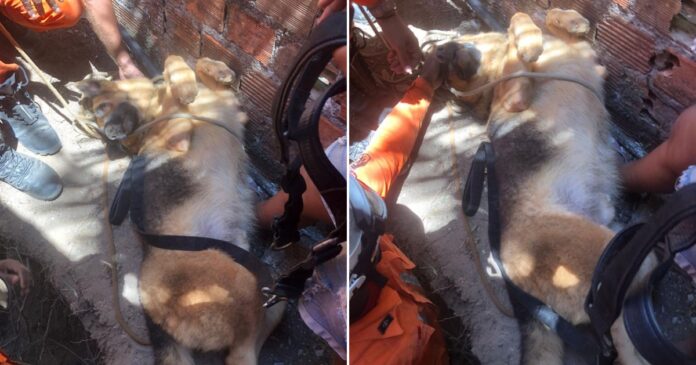 video:-bombeiros-resgatam-cachorro-preso-em-vala-na-rms