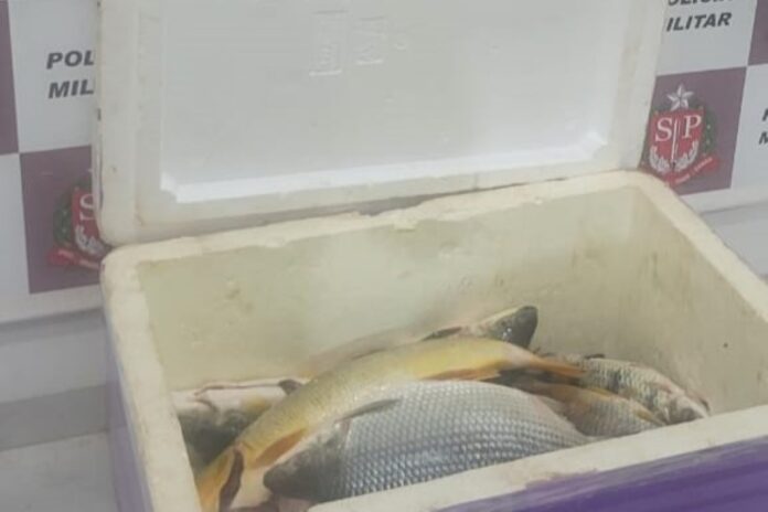 apreensao-de-peixes:-entenda-por-que-pesca-e-ilegal-em-rios-de-sp