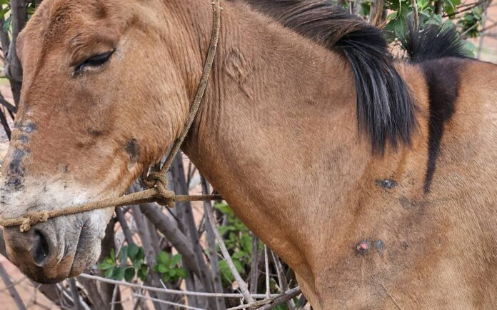 pcdf-resgata-dois-burros-e-um-cavalo-que-foram-vitimas-de-maus-tratos