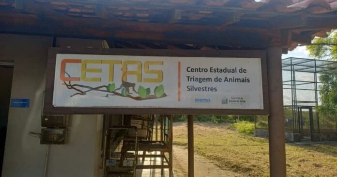forca-tarefa-resgatou-965-animais-silvestres-na-chapada-diamantina