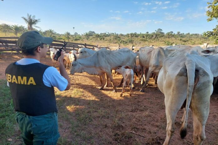 para:-pf-faz-operacao-contra-criacao-ilegal-de-gado-em-terra-indigena