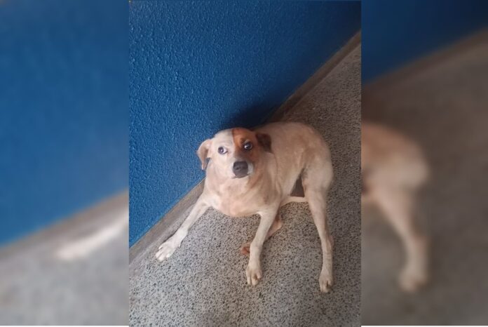video-emocionante:-cadela-reencontra-dona-apos-morar-meses-em-quartel