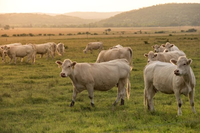 franca-anuncia-medidas-a-favor-do-agro-e-contra-acordo-ue-mercosul