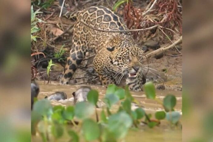 ariranhas-encaram-onca-pintada-e-a-colocam-para-correr-no-pantanal