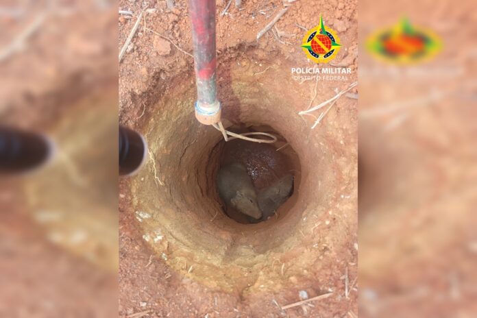 video:-pmdf-salva-filhotes-de-capivara-presos-em-buracos-perto-do-lago