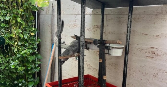 pf-deflagra-operacao-de-combate-ao-trafico-de-animais-em-lauro-de-freitas