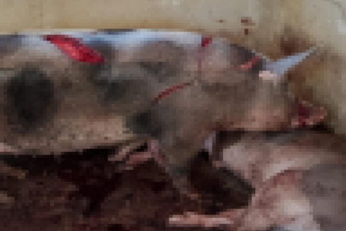 policia-investiga-suspeito-de-matar-animais-e-beber-sangue-em-capela