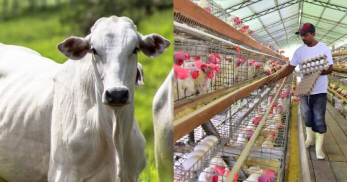bahia-bate-recorde-no-abate-de-bovinos-e-producao-de-ovos-no-3o-trimestre-de-2024,-aponta-ibge