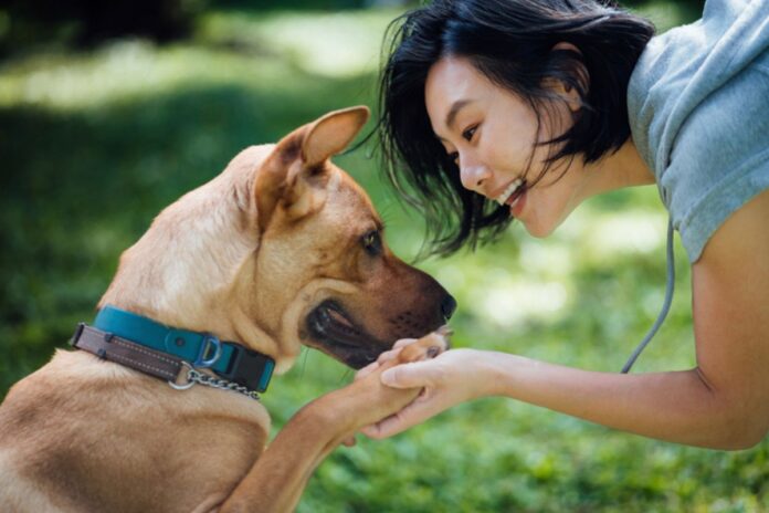 creche-“chic”-para-caes-em-ny-tem-vinho,-yoga-e-terapeuta-pet-friendly